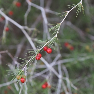 Image of Asparagus aphyllus