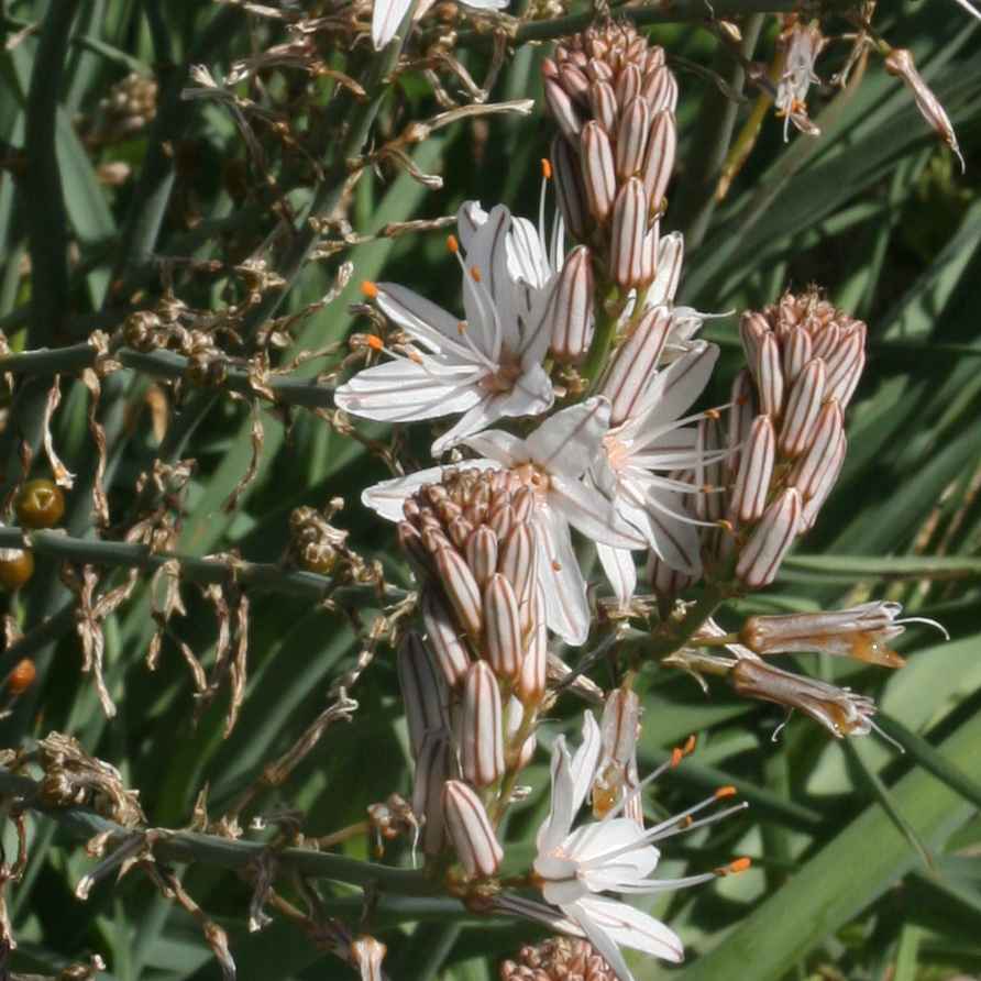 Image of Asphodelus aestivus