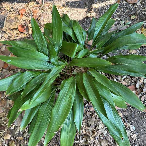 Image of Aspidistra 'Little John'