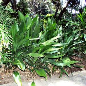 Image of Aspidistra elatior