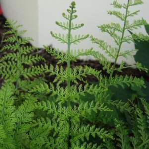 Image of Asplenium bulbiferum