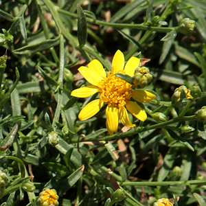 Image of Aster 'Argentina'