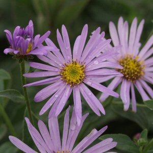 Image of Aster x frikartii 'Mnch'