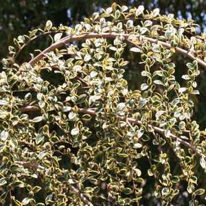 Image of Azara microphylla 'Variegata'