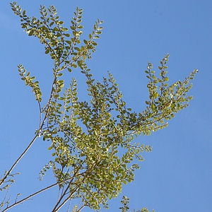 Image of Azara microphylla