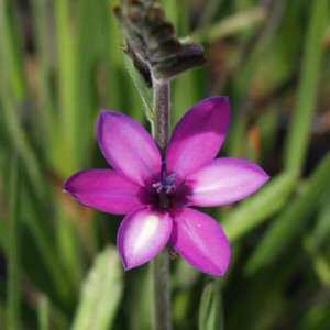 Image of Babiana stricta