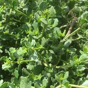 Image of Baccharis pilularis 'Pigeon Point'