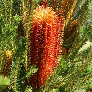 Image of Banksia ericifolia