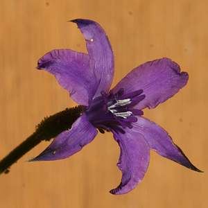 Image of Barbacenia purpurea