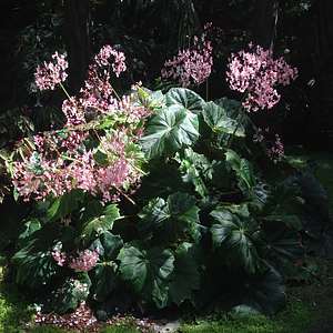 Image of Begonia 'Lotusland'