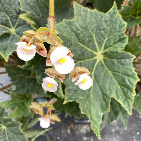 Image of Begonia 'Cachuma'