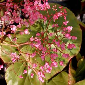 Image of Begonia 'Freddie'