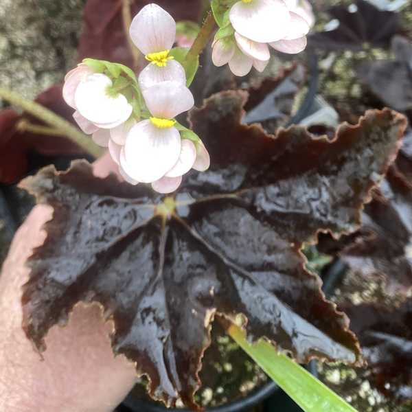 Image of Begonia 'Joyful Jasper'