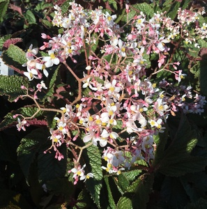 Image of Begonia 'Paul Hernandez'