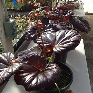 Image of Begonia 'Red Fred'