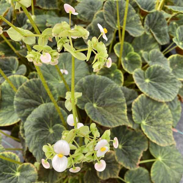 Image of Begonia 'Yanonali'