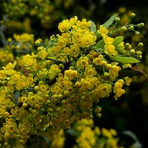 Image of Berberis nevinii