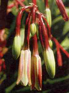 Image of Beschorneria albiflora