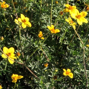 Image of Bidens ferulifolia 'Goldmarie'