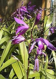 Image of Bletilla striata