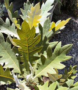 Image of Bocconia frutescens