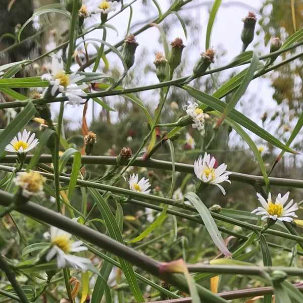 Image of Boltonia asteroides