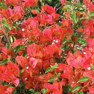 Image of Bougainvillea 'Oransenka'