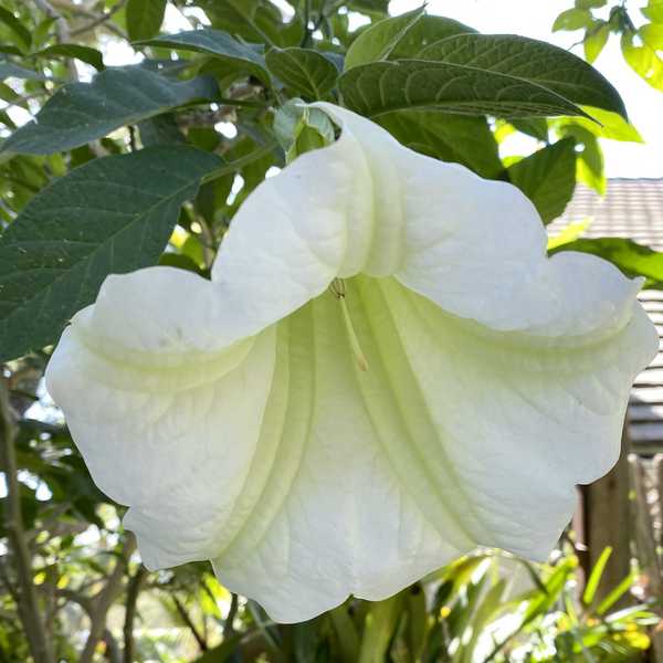 Image of Brugmansia suaveolens 'Single White'