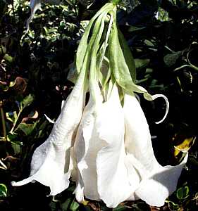 Image of Brugmansia x candida 'Shredded White'