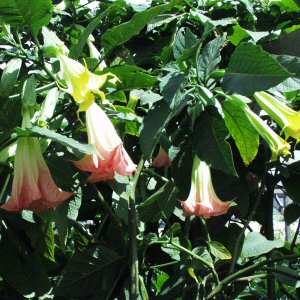 Image of Brugmansia x insignis