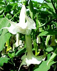 Image of Brugmansia x candida 'Double White'