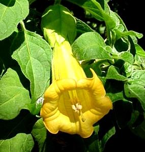 Image of Brugmansia sanguinea 'Inca Princess'