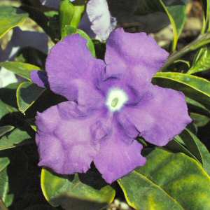 Image of Brunfelsia pauciflora 'Macrantha'