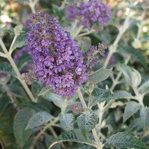 Image of Buddleja 'Lochinch'