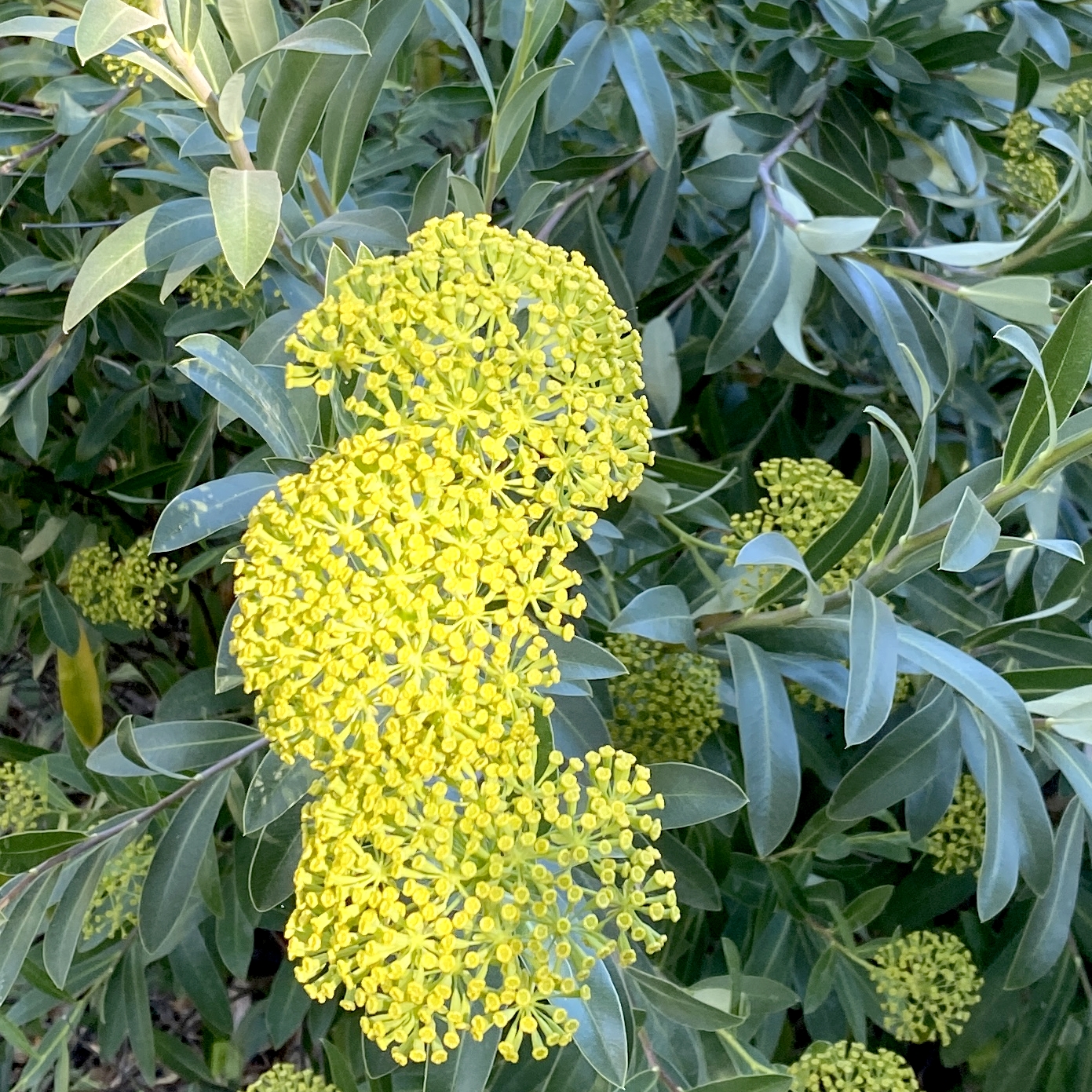 Image of Bupleurum fruticosum