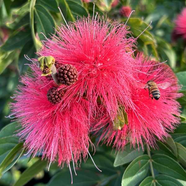 Image of Calliandra haematocephala