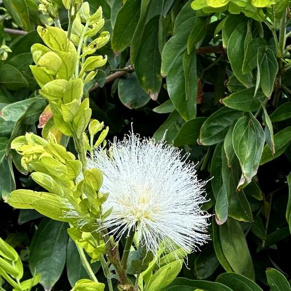 Image of Calliandra haematocephala 'Alba'