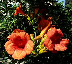 Image of Campsis x tagliabuana 'Mme. Galen'