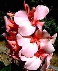 Image of Canna 'Mrs' Pierre du Pont'