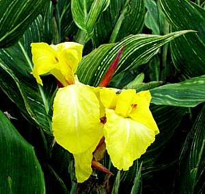 Image of Canna 'Bangkok Yellow'