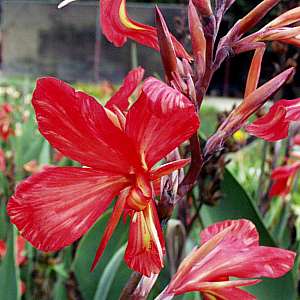 Image of Canna 'Endeavor'