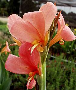 Image of Canna 'Erebus'