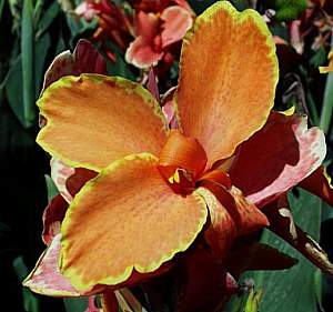 Image of Canna 'Lucifer's Sister'