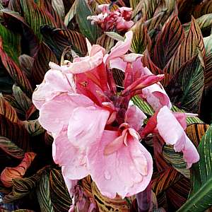 Image of Canna 'Pink Sunburst'