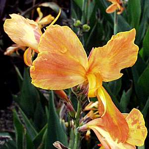 Image of Canna 'Taney'