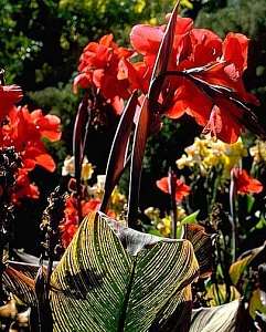 Image of Canna 'Durban'