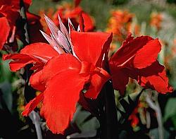 Image of Canna 'Black Knight'