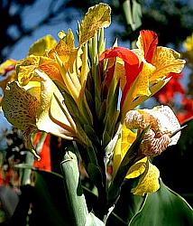 Image of Canna 'Cleopatra'