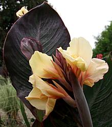 Image of Canna 'Eileen Gallo'