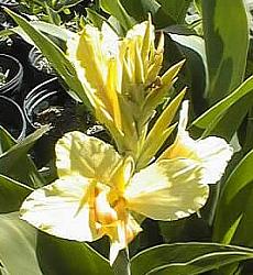 Image of Canna 'Mellow Yellow'